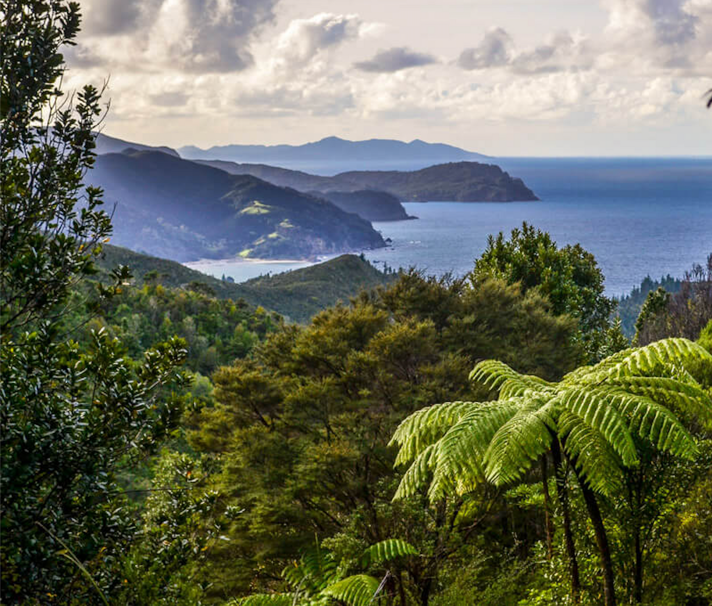 Waikawau Bay "Walking Matamataharakeke Track"